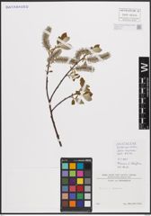 Foto von Salix caprea L.